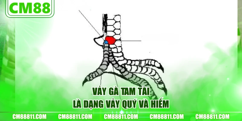 Vảy gà Tam Tài là dạng vảy quý và hiếm